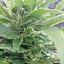 Savanna Spice cannabis plant