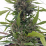 Savanna Fire CBD Seeds