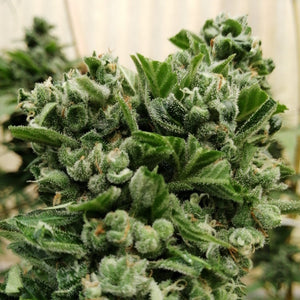 Savann Spice cannabis plant